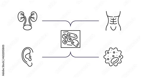 Human Body Parts Outline Icons Set Thin Line Icons Such As Two Kidneys