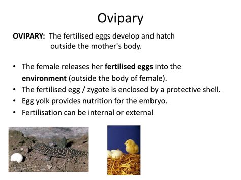 PPT - OVIPARY, OVOVIVIPARY, VIVIPARY PowerPoint Presentation, free ...