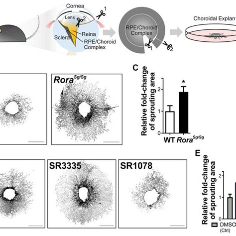 A Schematic Model For The Effects Of Ror On Regulating Cnv In Wet Amd