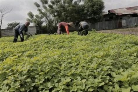 Ternyata Tanaman Penghasil Emas Tumbuh Subur Di Indonesia Simak Yuk