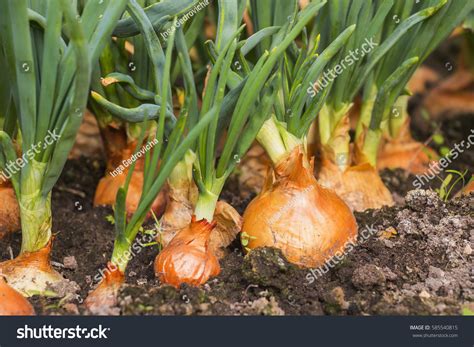 330,961 Planting Onion Images, Stock Photos & Vectors | Shutterstock