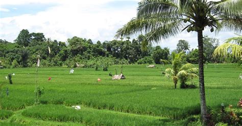 Cambodia Agriculture