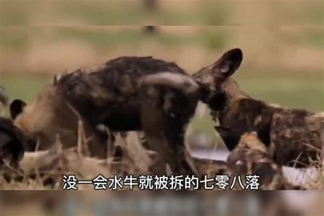 鬣狗闯入野狗群中抢食，下场十分凄惨！下场鬣狗