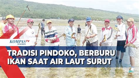 Mengenal Tradisi Pindoko Di Buton Berburu Ikan Pakai Tombak Di Air