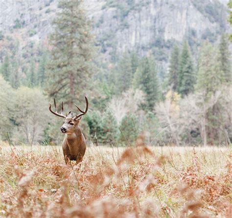 Yosemite National Park