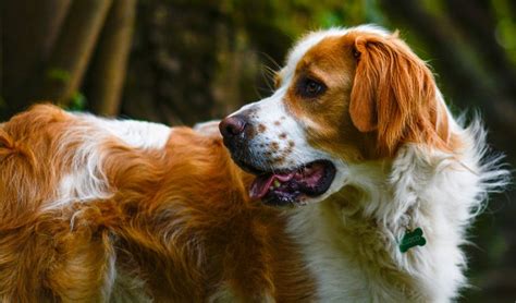 10 Orange Dog Breeds to Brighten Your Day - PureWow