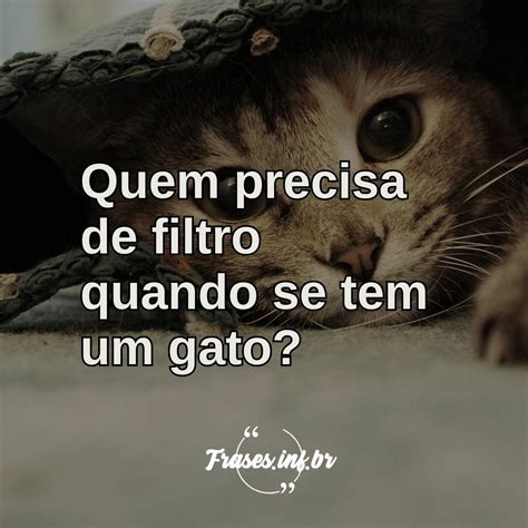 20 Frases Sobre Gatos Que Demonstram Carinho Pelos Felinos🕣 Conheça O Mundo Das Apostas Com