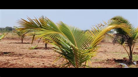 5 Acre Coconut Plantation Land For Sale In Sira Near Sira National