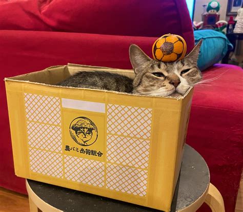 ココニャ猫写真集、発売中！ On Twitter 「にっぽんがんばれ〜🍊⚽️」💤 Uvg7yudpht