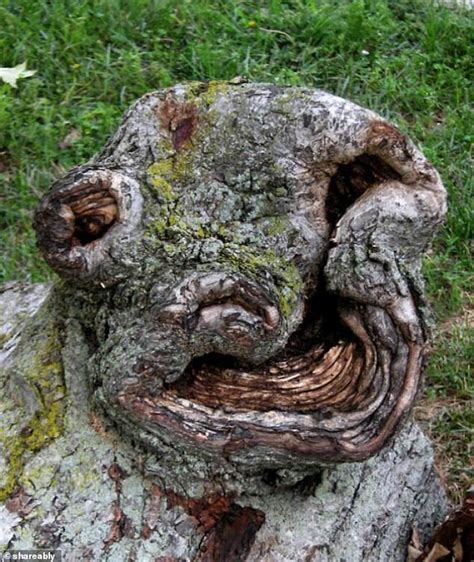 Optical Illusion Faces In Tree