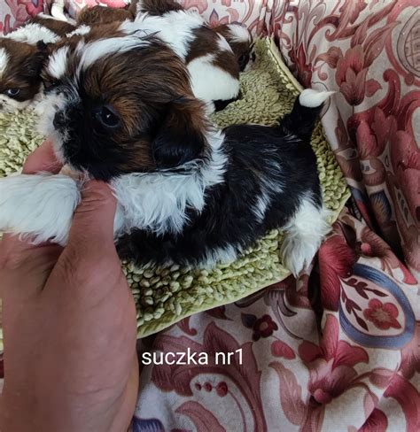 Shi Tzu suczka tricolor Sulejówek OLX pl