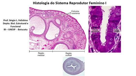 Histologia Do Sistema Reprodutor Feminino 1 Vet UNESP YouTube