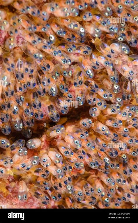 Clark S Anemonefish Eggs Amphiprion Clarkii Anilao Batangas