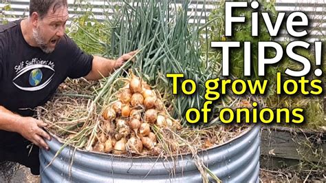 plant onions step  step guide  beginners  grown