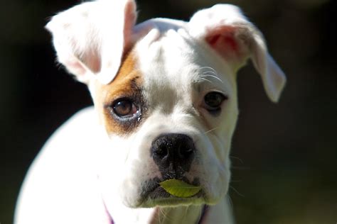 Cute White Boxer Follow Me On Twitter Missmayz Nic Adler Flickr