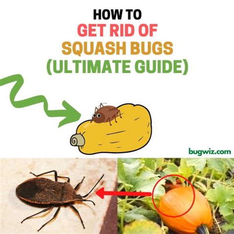 How To Get Rid Of Squash Bugs Naturally Organic Diy Remedies Bugwiz