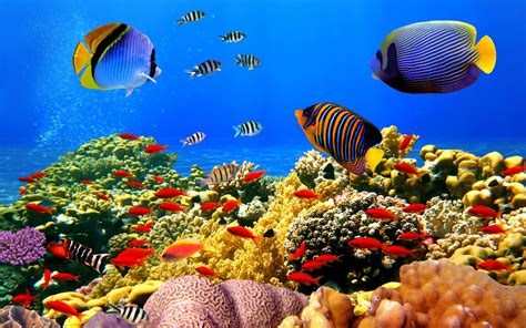 Coral Reef Wallpaper Images