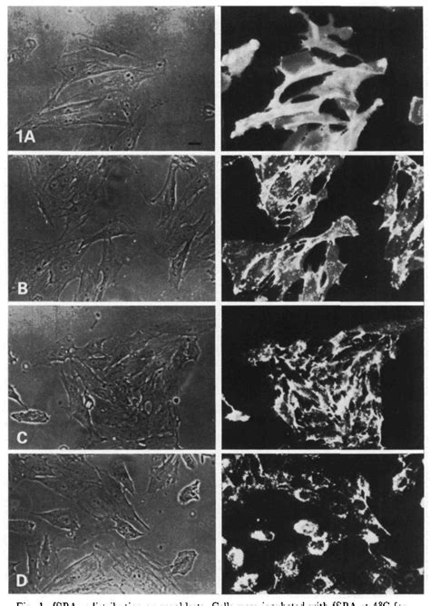 Figure From Differential Redistribution Of Lectin Receptor Classes On