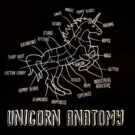 Unicorn anatomy | Unicorns and Anatomy