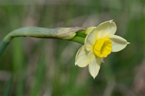 Jonquilla Narzisse Jonquilla Narzisse Narcissus Jonquilla Flickr