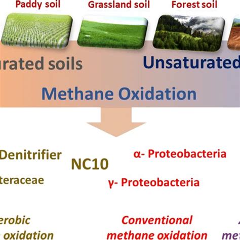 Pdf How Does Biochar Amendment Affect Soil Methane Oxidation A Review