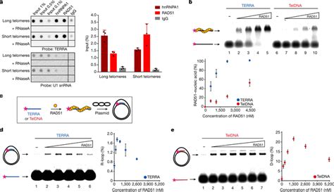 RAD51 Associates With TERRA And Catalyses R Loop Formation A Native