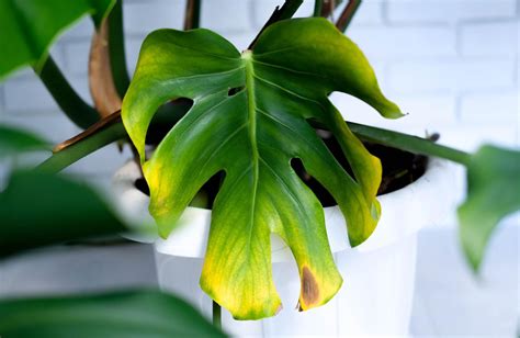 A Complete Guide To Houseplant Fungal Diseases Beginner Houseplant