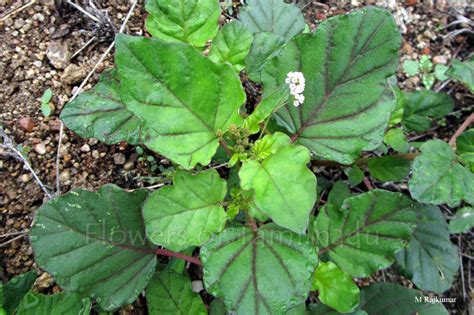 Boerhavia Erecta Erect Spiderling Flowers Of Tamilnadu