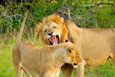 lion-mating-pair-aof - Sun Destinations Safari