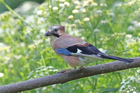 Wednesday 14th June 2023 Cornwall Birds CBWPS