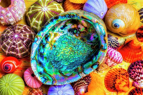 Abalone Shell With Colorful Seashells Photograph By Garry Gay Pixels