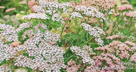 Yarrow And Its Medicinal Benefits Permaculture