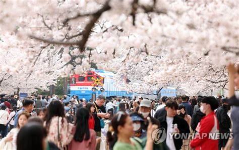 봄기운 절정 이룬 주말전국 곳곳 상춘객들로 인산인해 연합뉴스