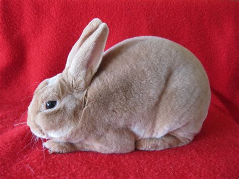 Mini Rex Rabbit Color Chart Minga