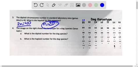 Solved The Diploid Chromosome Number In Standard Laboratory Mice