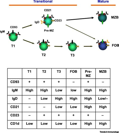 Transcriptional Control Of Mature B Cell Fates Trends In Immunology