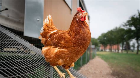 USA 1 2 Millionen Hühner sterben bei Großbrand in Geflügelfarm