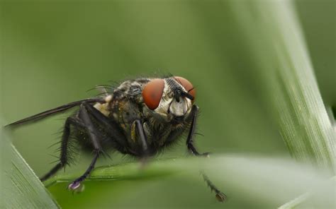 Wallpaper Nature Grass Insect Green Wildlife Fly Leaf Flower