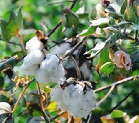 CAI Cuts Cotton Crop Estimate For 2021 22 On Lower Yield Crop Damages