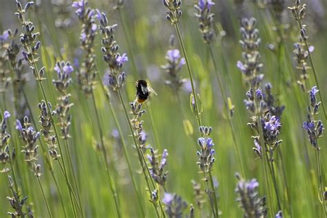 Lavender Tangki Serangga Foto Gratis Di Pixabay Pixabay