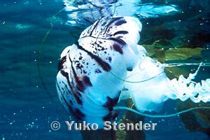 Purple-banded Jellyfish, Chrysaora colorata