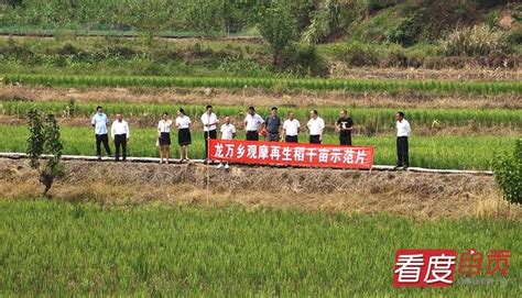 龍萬鄉：多措並舉 保障「萬畝良田」生長 每日頭條