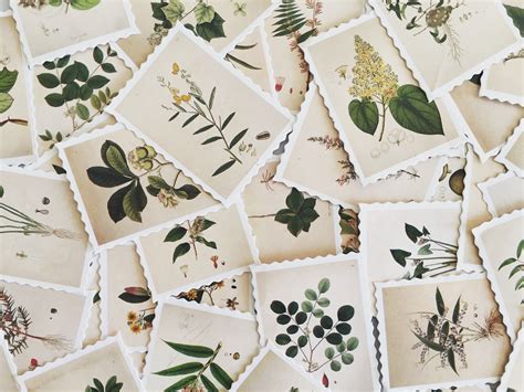 Botanical Illustration Stamp Set Plant Stamp Stickers Etsy Uk