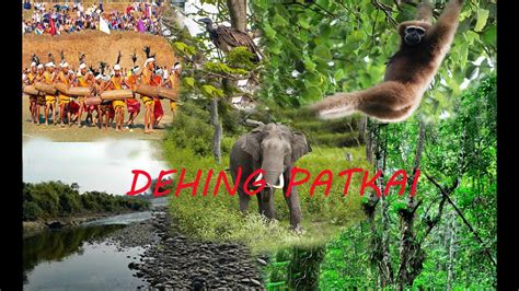 Dehing Patkai The Sole Rainforest Of Assam Youtube