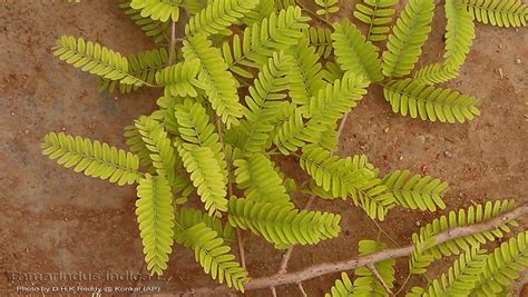 Medicinal Plants Tamarindus Indica Imli Tamarind Chinta Puli