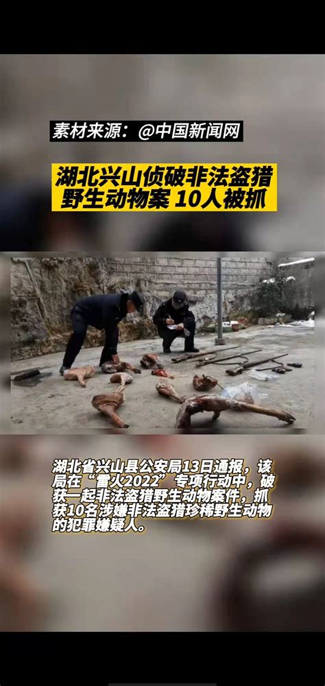 湖北兴山侦破非法盗猎野生动物案 10人被抓！ 搜狐大视野 搜狐新闻