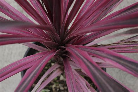 Cordyline Australis Pink Passion Jardi Pradel 11 Jardi Pradel