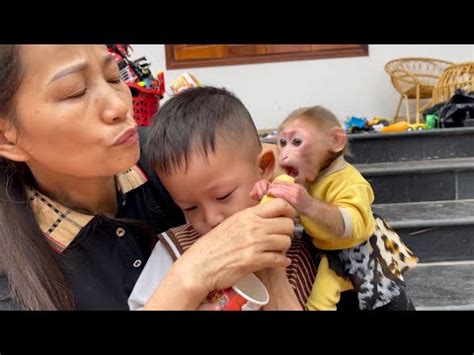 Monkey Baby Tom Monkey Sister Bon Bon Teases Baby Crying And Eats