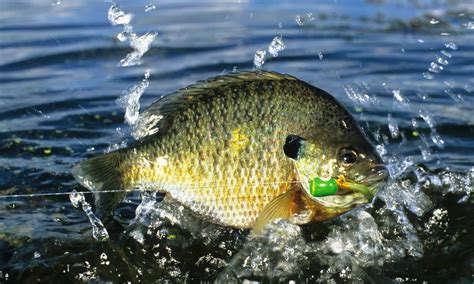 Khám Phá Bluegill Lớn Nhất Từng được đánh Bắt ở Louisiana ⋆ Cá Cảnh Mini