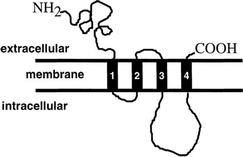 Consensus Membrane Topology Of The Achr Subunits M M Represent